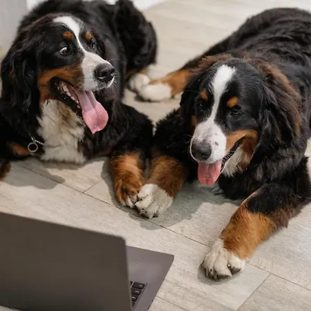 Hotel Petit Palace Museum